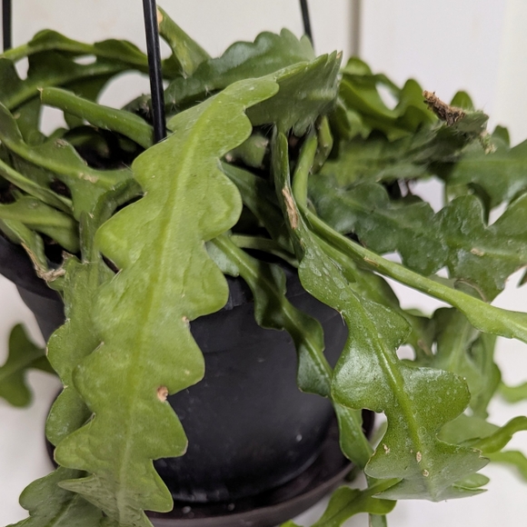 Reptile Habitat Plant Accessory.Rick rack fishbone cactus plant cuttings. - Picture 1 of 7